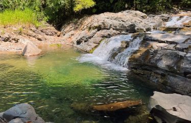 JUNGLE DREAMS FARM: WHERE NATURE MEETS SERENITY – 20 ACRES